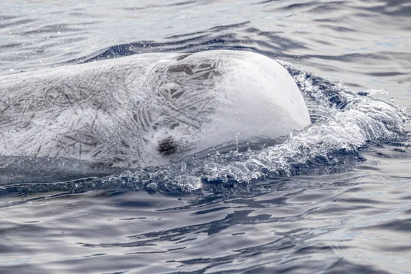 Risso Dolphin Grampus Méditerranée Ligurie — Photo