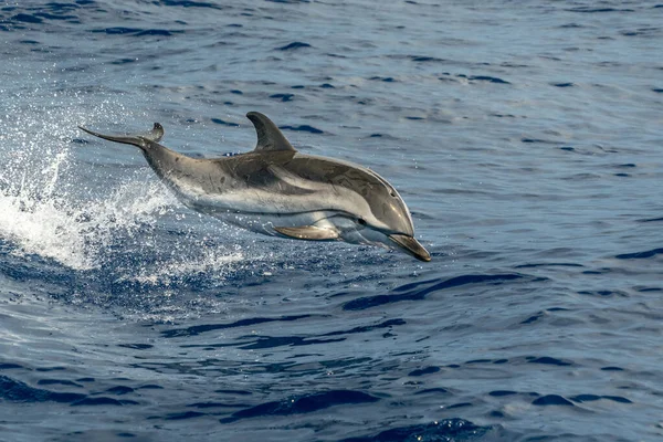 Gestreepte Dolfijnen Springen Buiten Zee — Stockfoto