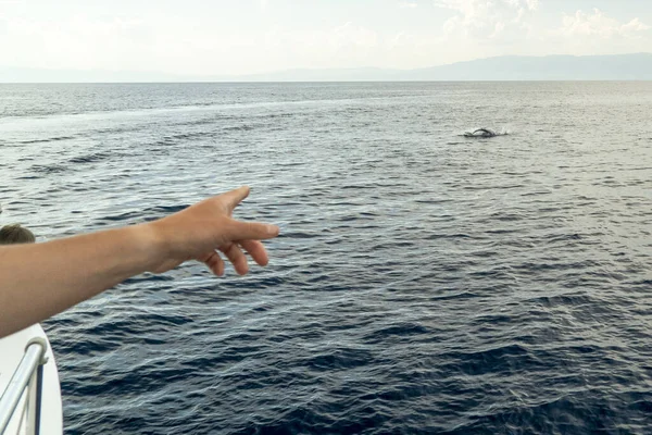 Risso Dolphin Grampus Mar Mediterráneo Liguria — Foto de Stock