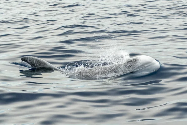 Risso Dolphin Grampus Mediterrâneo Mar Ligúria — Fotografia de Stock