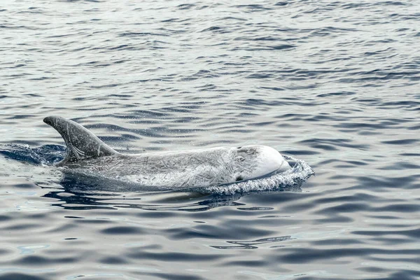 Risso Dolphin Grampus Mar Mediterráneo Liguria — Foto de Stock