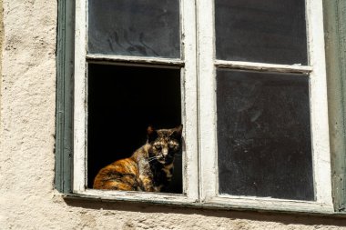 Lizbon Portekiz 'de penceredeki kedi.