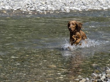 Cocker spaniel nehir suyunda süzülüyor