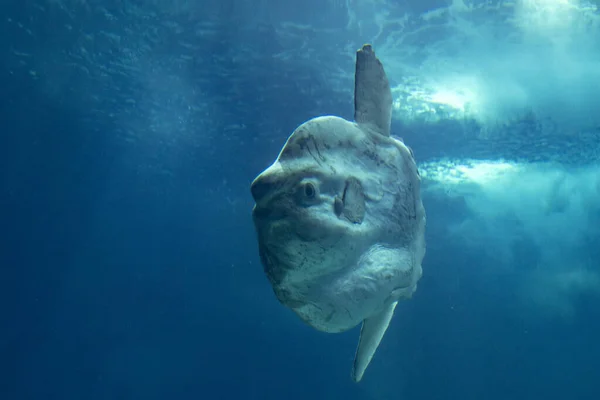 Sunfish Mola Mola Retrato Submarino —  Fotos de Stock