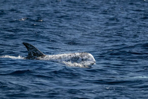 Risso Dolphin Grampus Água Oceano Atlântico — Fotografia de Stock