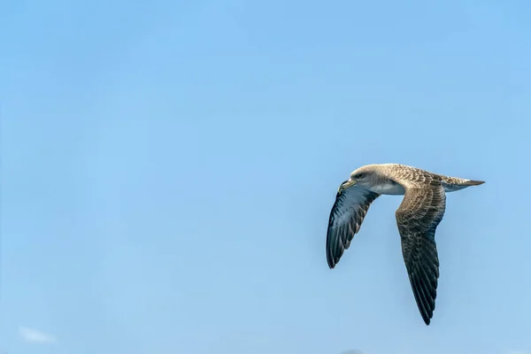 Pássaro Água Shearwater Cory Voando Sobre Oceano Atlântico Azul — Fotografia de Stock