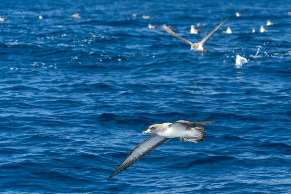 Pássaro Água Shearwater Cory Voando Sobre Oceano Atlântico Azul — Fotografia de Stock