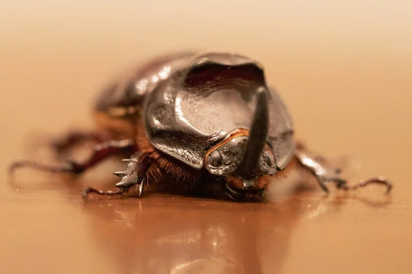 Gergedan Böceği Böceği Makroyu Kapatın — Stok fotoğraf