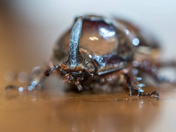 Rhino Scarabee Kever Insect Close Macro — Stockfoto