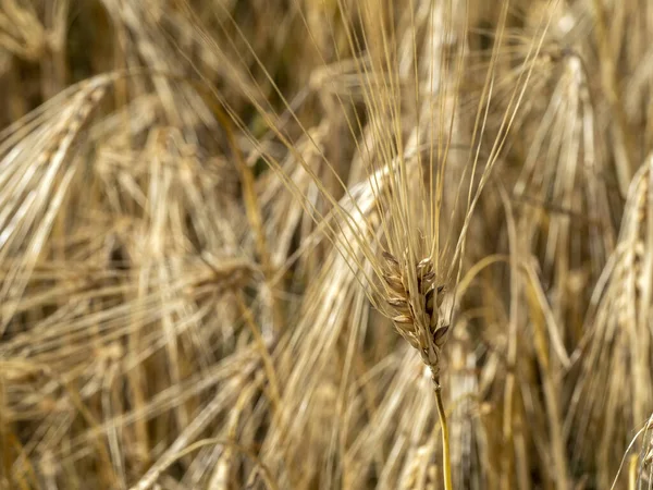 Olgun Buğday Sivri Makro Ayrıntı — Stok fotoğraf