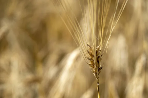 Olgun Buğday Sivri Makro Ayrıntı — Stok fotoğraf