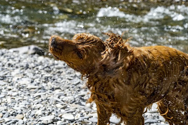 Cocker Spaniel Alongamento Água Rio — Fotografia de Stock