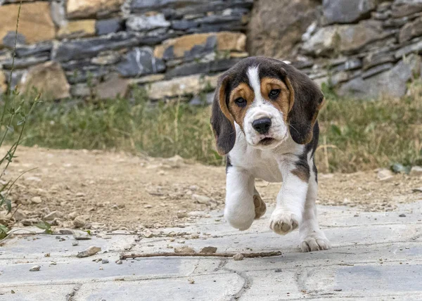 Neonato Cucciolo Beagle Cane Ritratto Arrivo Voi — Foto Stock