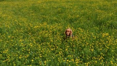 Gergedan böceği böceği makroyu kapatın.