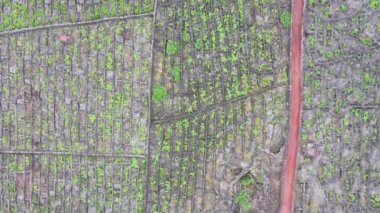 Pico Adası Azores üzüm bağı lav taşı hava aracı görüntüsü