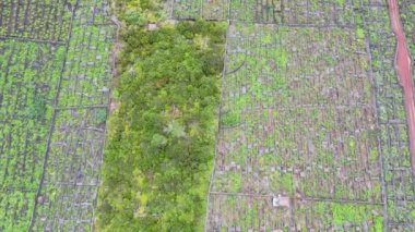 Pico Adası Azores üzüm bağı lav taşı hava aracı görüntüsü