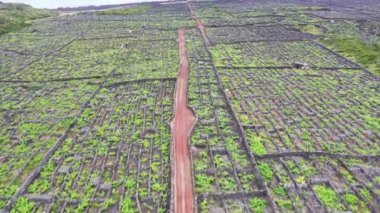 Pico Adası Azores üzüm bağı lav taşı hava aracı görüntüsü