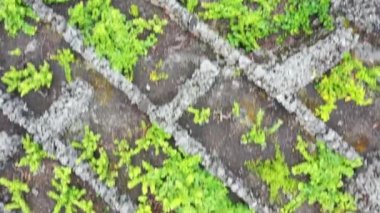 Pico Adası Azores üzüm bağı lav taşı hava aracı görüntüsü