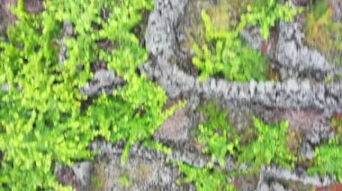 Pico Adası Azores üzüm bağı lav taşı hava aracı görüntüsü