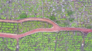 Pico Adası Azores üzüm bağı lav taşı hava aracı görüntüsü