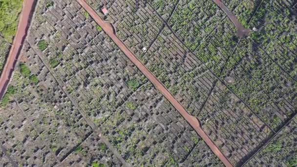 Pico Island Αζόρες αμπελώνας λάβα πέτρα κεραία drone άποψη — Αρχείο Βίντεο