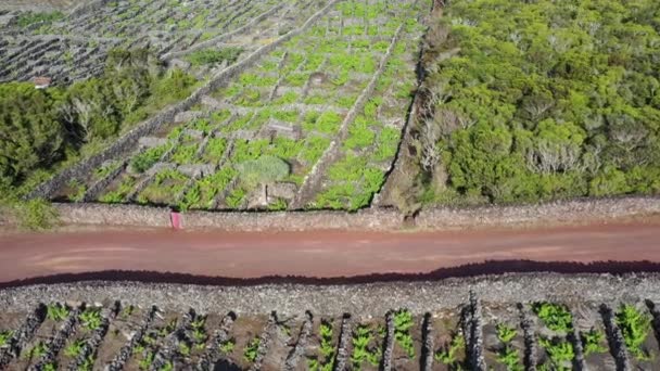 Вид с беспилотного летательного аппарата на виноградник Лава острова Пико — стоковое видео