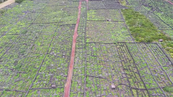 Île de Pico Açores vignoble lave pierre vue aérienne drone — Video