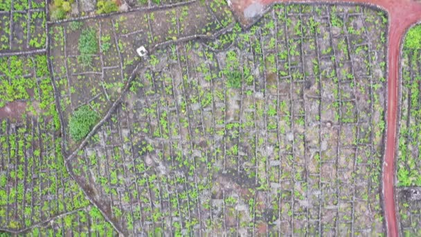 Pico Island Αζόρες αμπελώνας λάβα πέτρα κεραία drone άποψη — Αρχείο Βίντεο