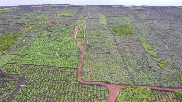 Pico Island Azory vinice láva kámen letecké drone pohled — Stock video