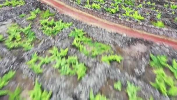 Île de Pico Açores vignoble lave pierre vue aérienne drone — Video