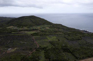 Pico Adası Azores üzüm bağı. Lav taşı gökyüzü manzarasıyla korunan üzümler.
