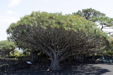 Ejderha ağacı kırmızı kan reçinesi Pico Azores 'in kırılgan dalı