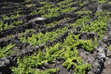 Pico Adası Azores üzüm bağı. Lav taşı gökyüzü manzarasıyla korunan üzümler.