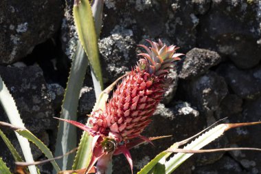 Pico Azores kırmızı ananas meyvesi