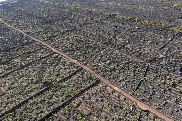 Pico Eiland Azoren Wijngaard Wijndruiven Beschermd Door Lava Steen Luchtfoto — Stockfoto