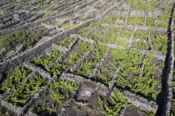 Pico Eiland Azoren Wijngaard Wijndruiven Beschermd Door Lava Steen Luchtfoto — Stockfoto