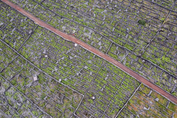 Pico Insel Azoren Weinberg Weintrauben Geschützt Durch Lavastein Luftbild Panorama — Stockfoto