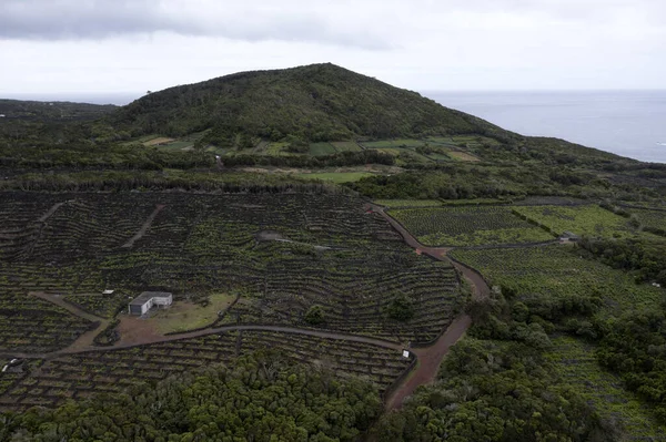 Pico Island Azores Vineyard Wine Grapes Protected Lava Stone Aerial — Stock Photo, Image