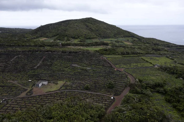 Pico Island Azory Vinice Moštové Hrozny Chráněné Lávový Kámen Letecký — Stock fotografie