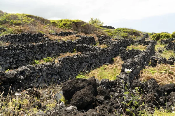 Pico Island Azory Vinice Moštové Hrozny Chráněné Lávový Kámen Letecký — Stock fotografie