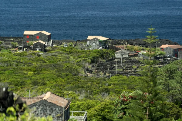 Pico Island Azores Vineyard Wine Grapes Protected Lava Stone Aerial — Stock Photo, Image