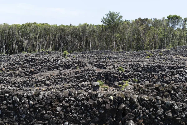 Pico Island Azores Vineyard Wine Grapes Protected Lava Stone Aerial — Stock Photo, Image