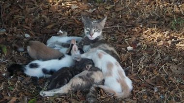 Yavru kedi yetiştirirken anne kedi.