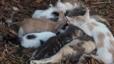 Yavru kedi yetiştirirken anne kedi.