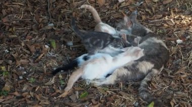 Yavru kedi yetiştirirken anne kedi.