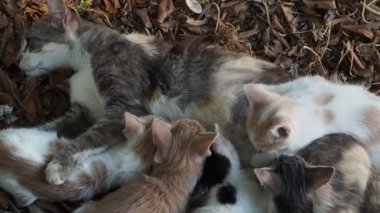 Yavru kedi yetiştirirken anne kedi.
