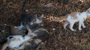 Yavru kedi yetiştirirken anne kedi.