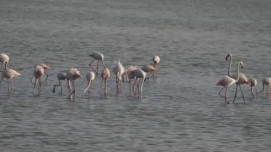 Sicilya Vendicari 'de gün batımında su birikintisinde dinlenen pembe flamingo.