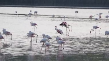 Sicilya Vendicari 'de gün batımında su birikintisinde dinlenen pembe flamingo.