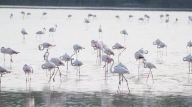 Sicilya Vendicari 'de gün batımında su birikintisinde dinlenen pembe flamingo.